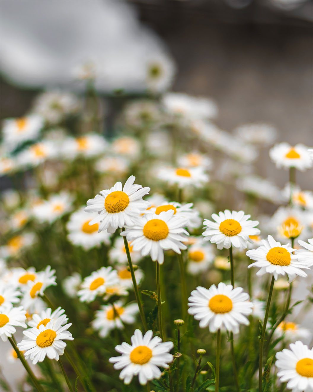 daisies